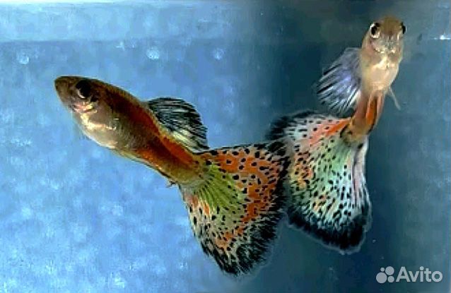 Красивые Гуппи - Ковровые, Испанцы, Малахит