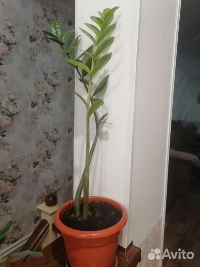 Замиакулькас