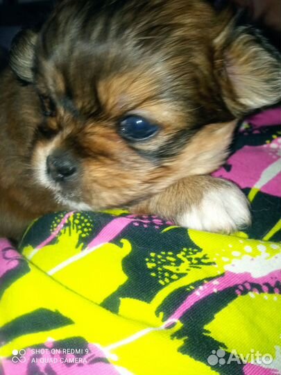 Щенки болонки