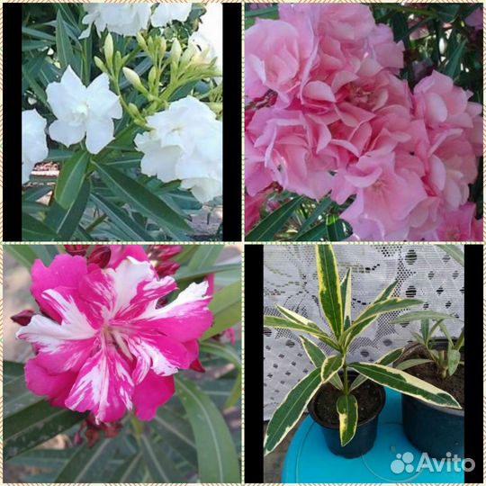 Декоративные растения