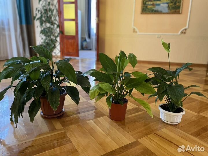 Комнатные растения