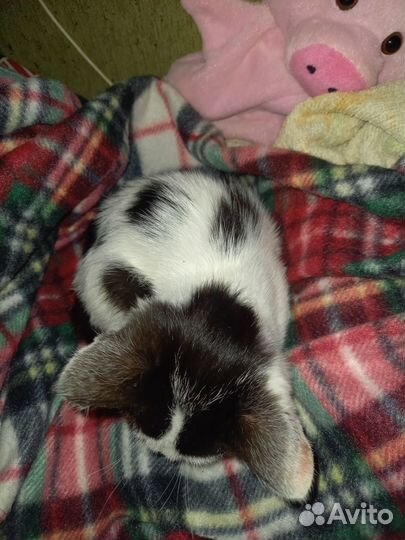 Котик мальчик 3мес