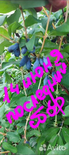 Жимолость ягоды