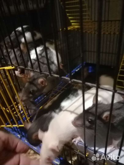 Продаём крысят