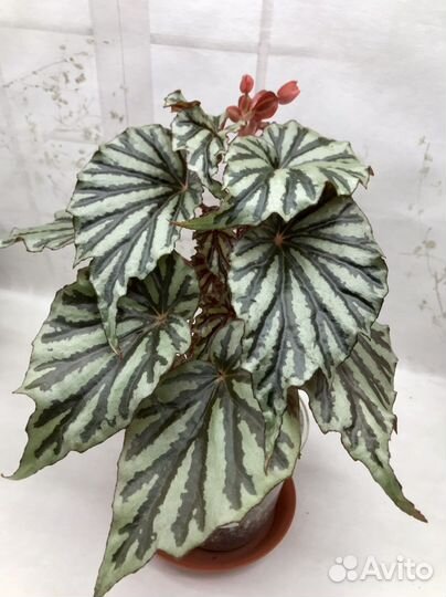 Бегонии(Королевские,Кейн,Природные) Высылаю почтой