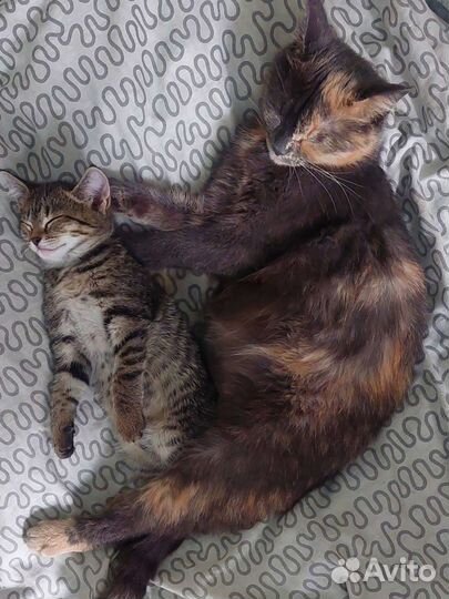 Малышка в дар