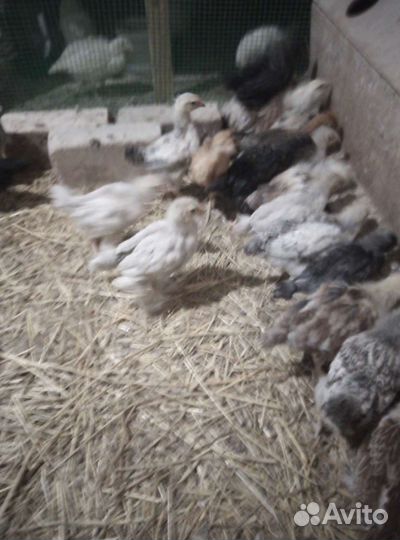 Инкубационное яйцо кур брама