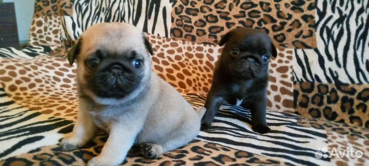 Щенки мопса