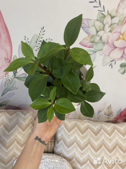 Вьюн в горшке