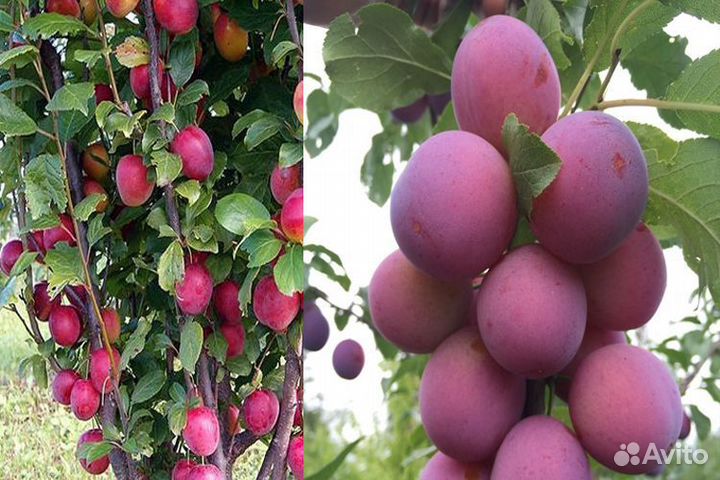 Саженцы колоновидной сливы