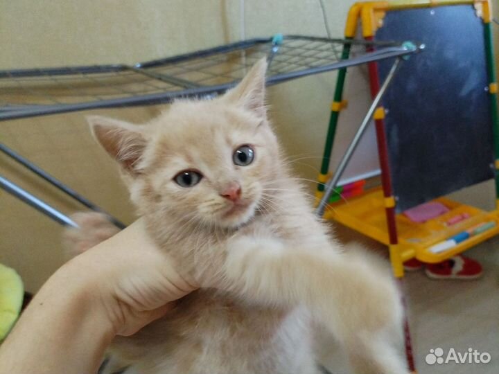 Рыжий котенок мальчик