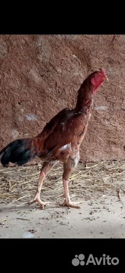 Бойцовые петухи