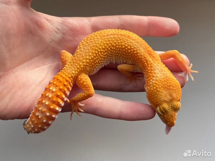 Эублефары Sunglow TA 2023 самки