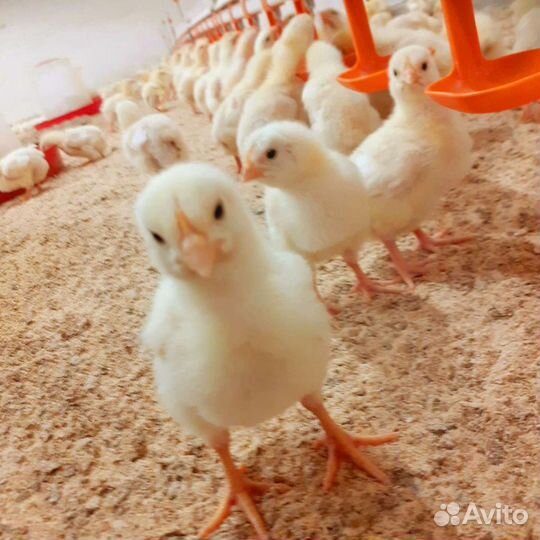 Продаю цыплят подрощеного бройлера
