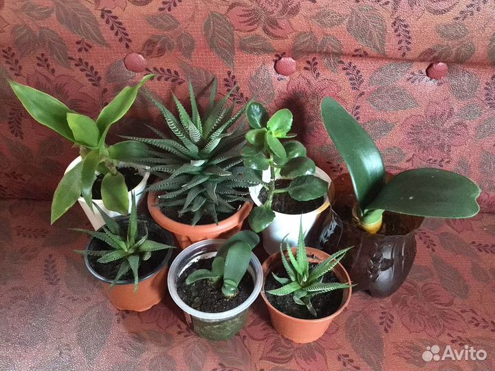 Папоротник, каланхоэ