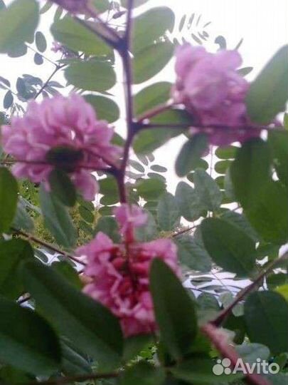 Робиния розовая