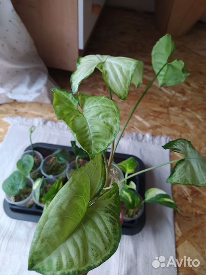 Сциндапсус, филодендрон, монстера манки лиф