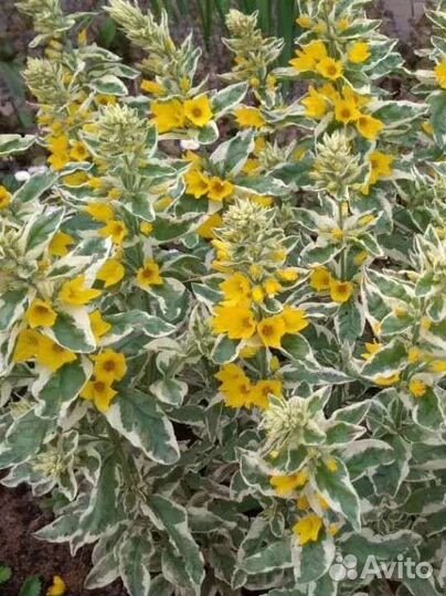 Многолетние растения