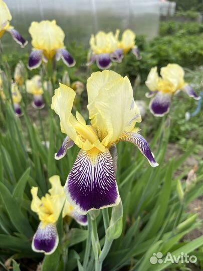Ирисы бордюрные