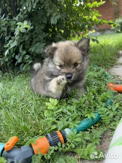 Мальчик немецкий шпиц мини