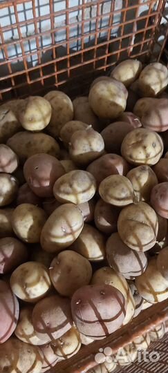 Картофель на еду, картофель семенной