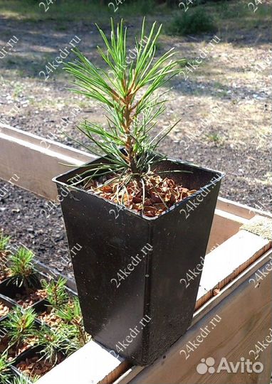 Саженцы кедра от производителя