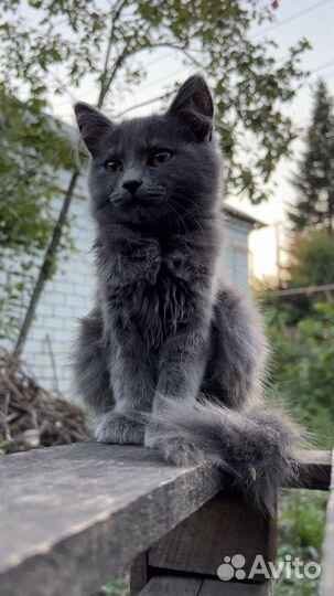 Котята бесплатно