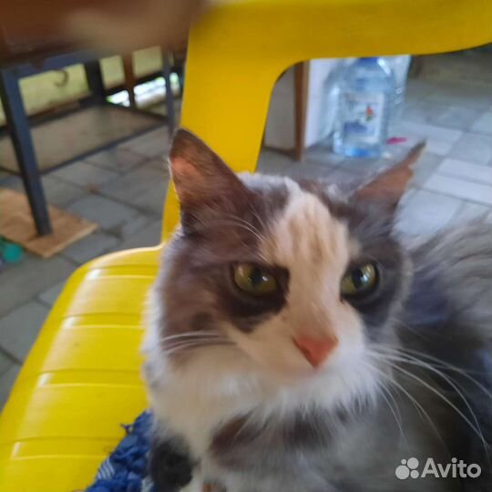 Кошка в дар