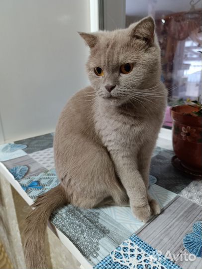 Шотландская