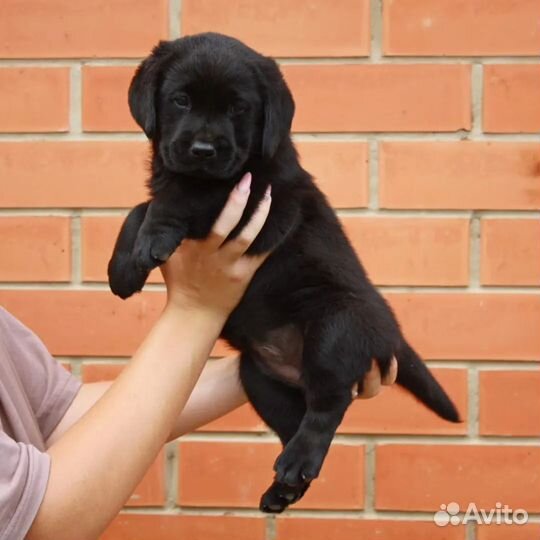 Щенки лабрадора