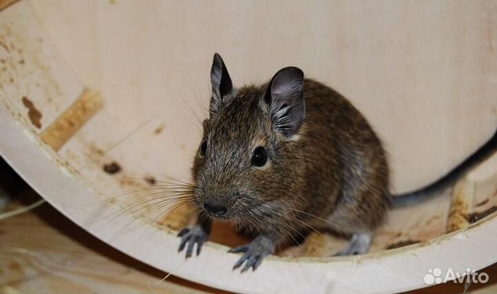 Чилийская белка дегу