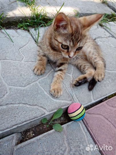 Котёнок Девочка