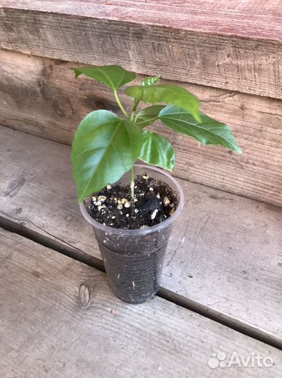 Гибискус красный махровый