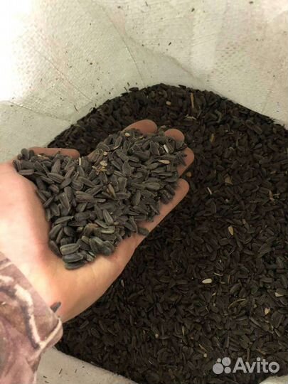 Семечки подсолнечника в мешках