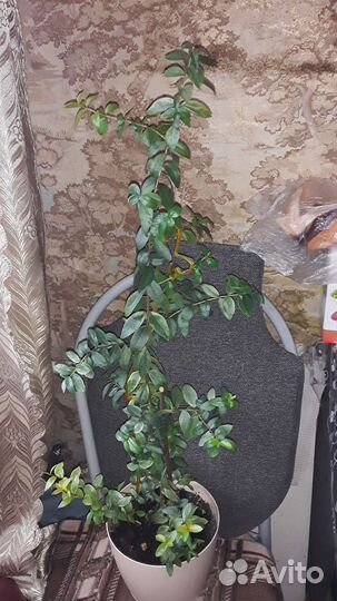 Миртовое дерево пестролистное