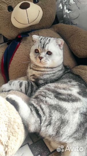 Шотландский кот вязка