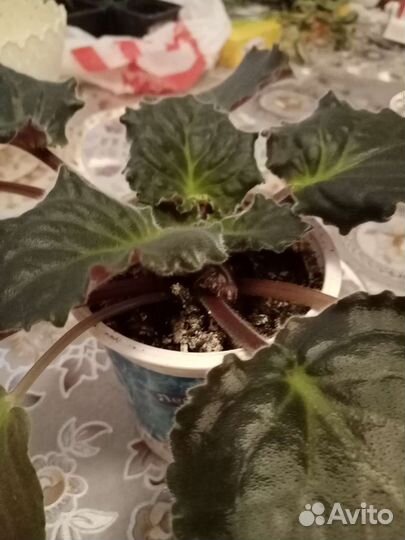 Фиалка в горшках