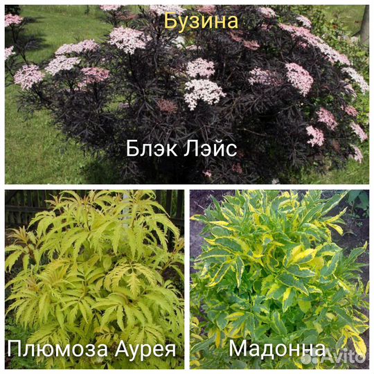 Бузина Годжи Сирень Лаванда Перовския