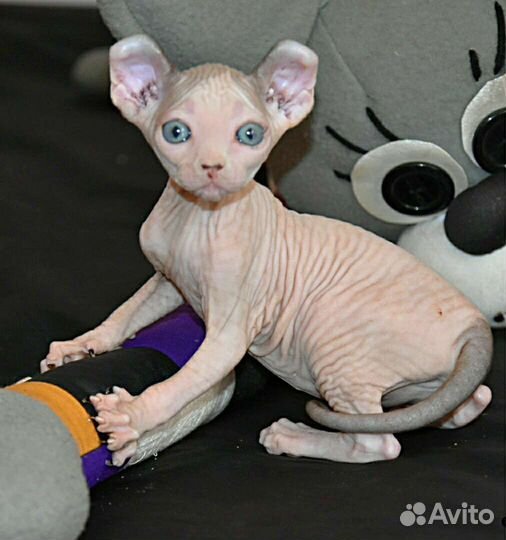 Которебенок девочка эльф