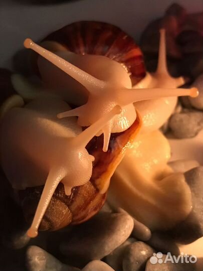 Улитки, архахатины Бенин. F4