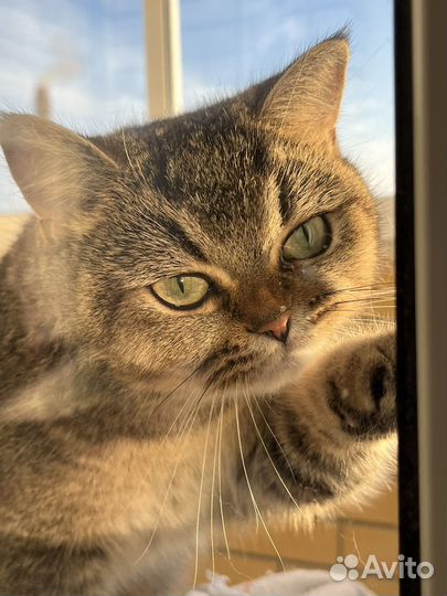 Британская кошка вязка