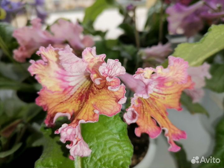 Стрептокарпус Listy