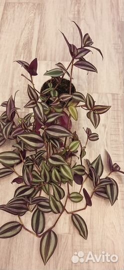 Традесканция