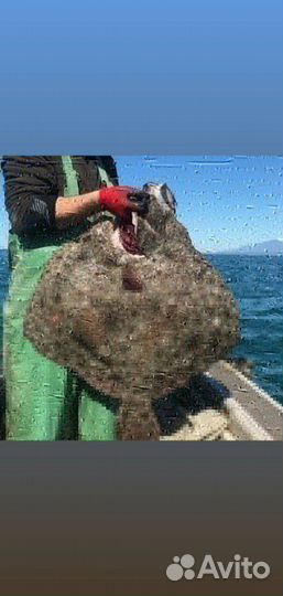 Мидии Устрицы