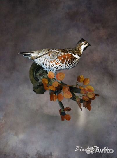 Чучело птиц глухарь тетерев рябчик вальдшнеп