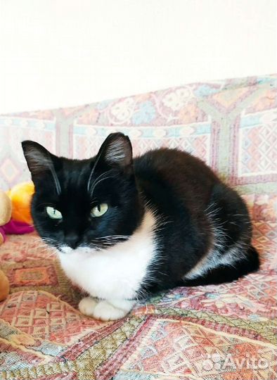 Спасённая с улицы ищет дом. Видео