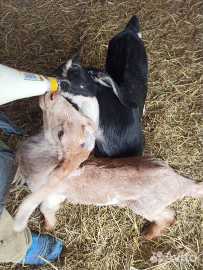 Козлики Нубийские