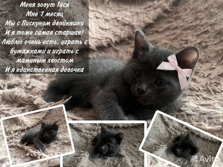 Котята в добрые руки