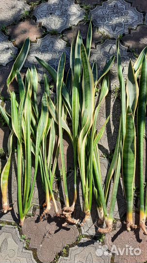 Сансевиерия,щучий хвост