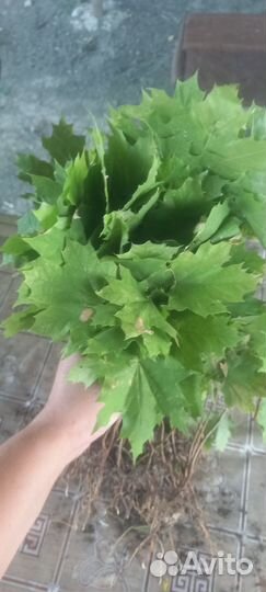 Сеянец клен